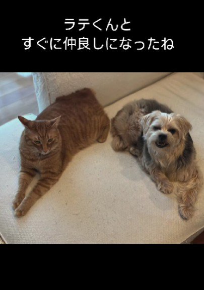 同居猫と仲良しに