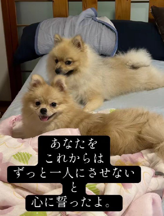 すぐに仲良くなった2匹