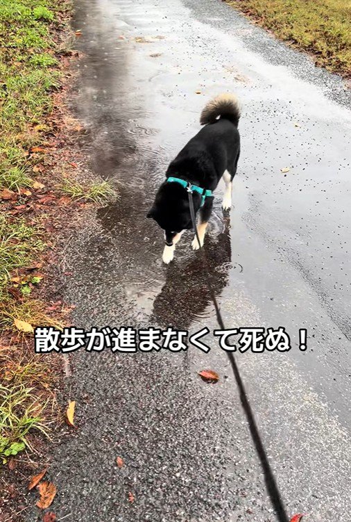 水たまりに興味津々のくろまめ君4