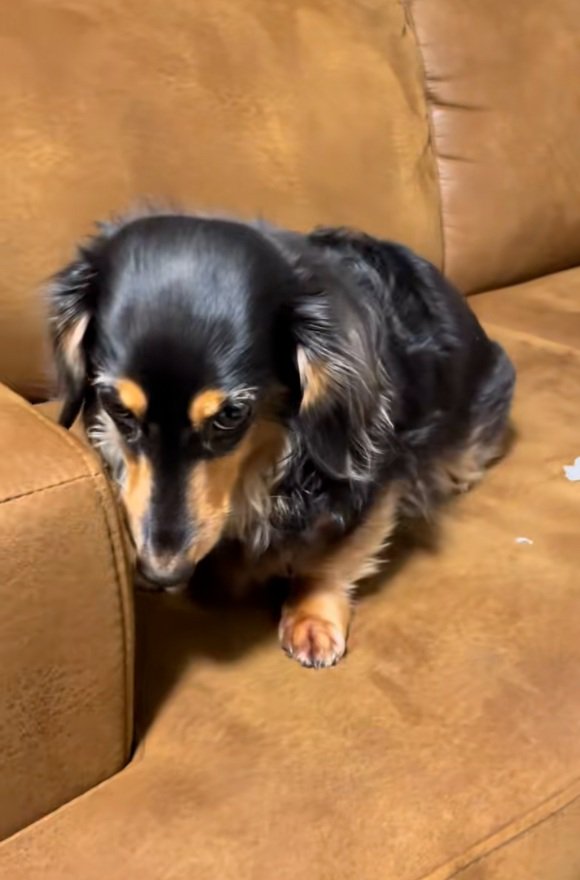 上目遣いのまるちゃん