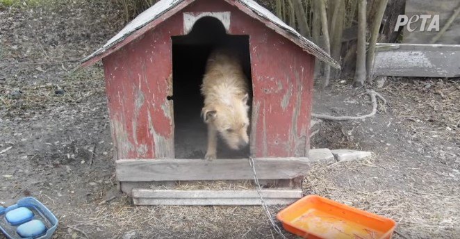 小屋の中に立つ犬