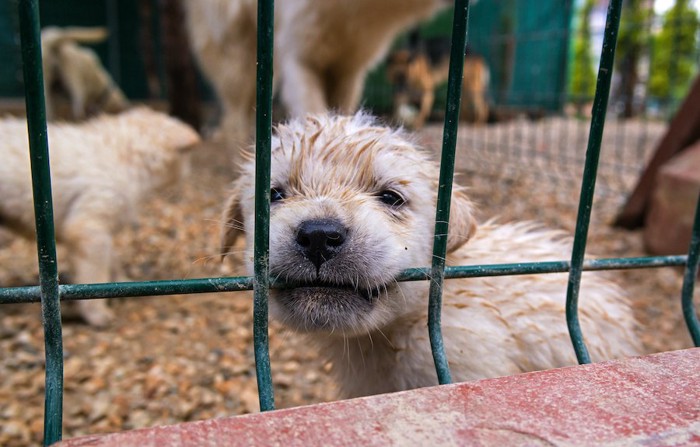 ケージの中から網を噛む子犬