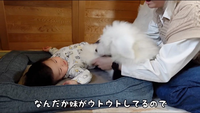 ペット用ベッドの上で横になる赤ちゃんに前足を乗せる子犬