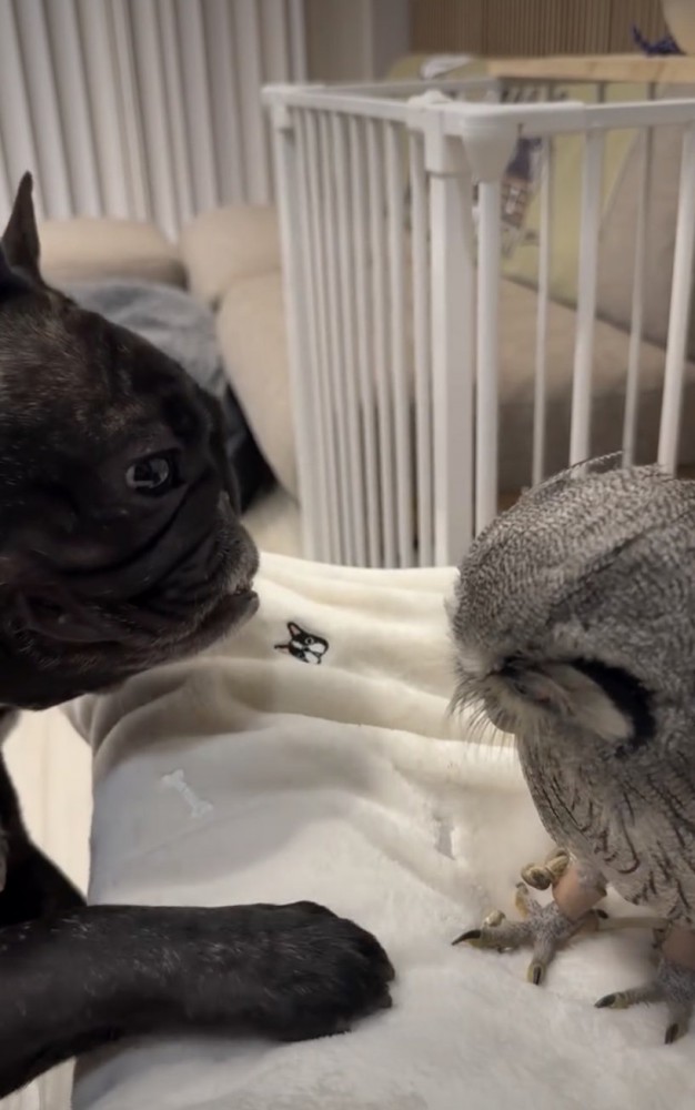 優しいまなざし