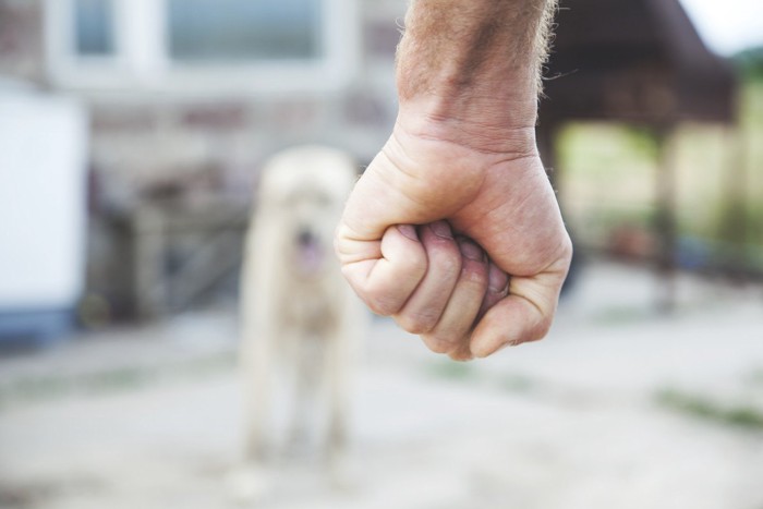 犬、手前に人の拳