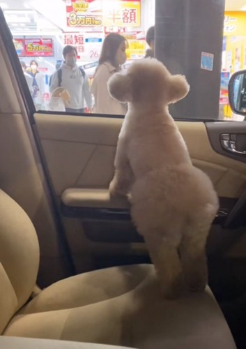 パパを探す犬