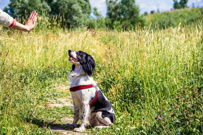 おすわりの指示をこなす犬