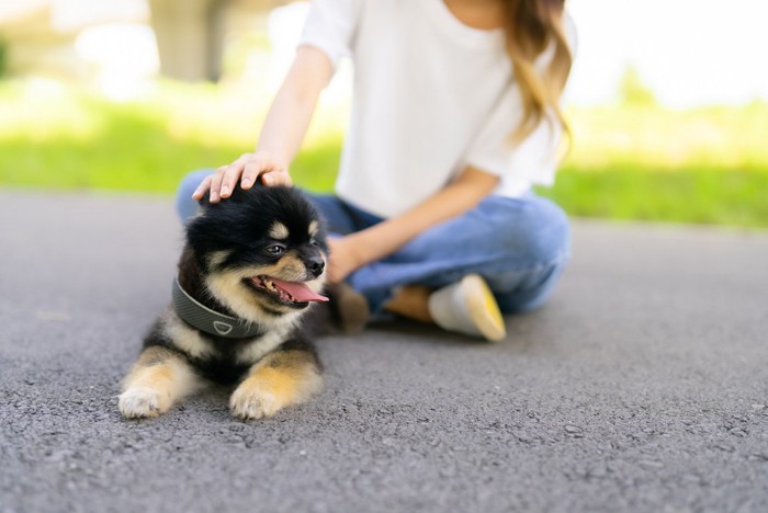 地面に伏せる犬と背後に人