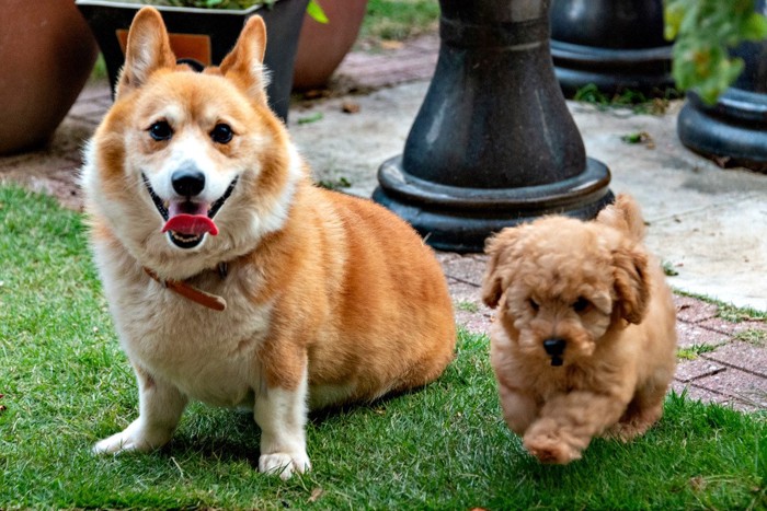 コーギーの成犬、垂れ耳の子犬