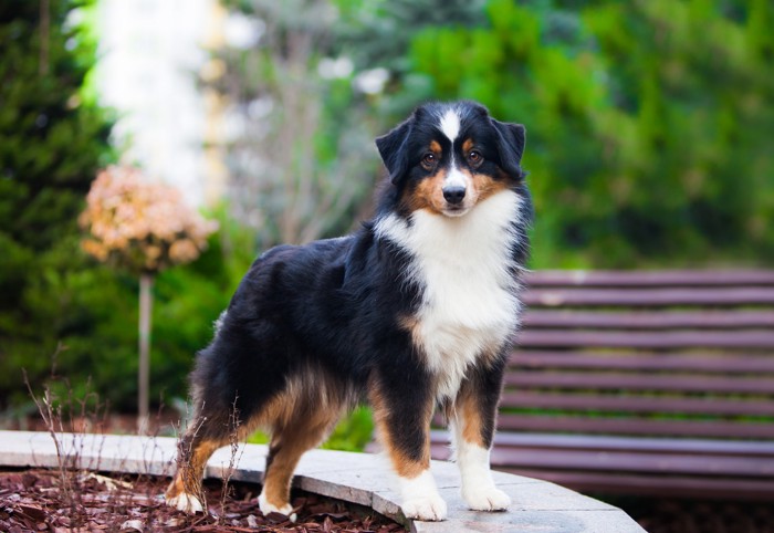 正面を見つめながら立っているミニチュアアメリカンシェパード