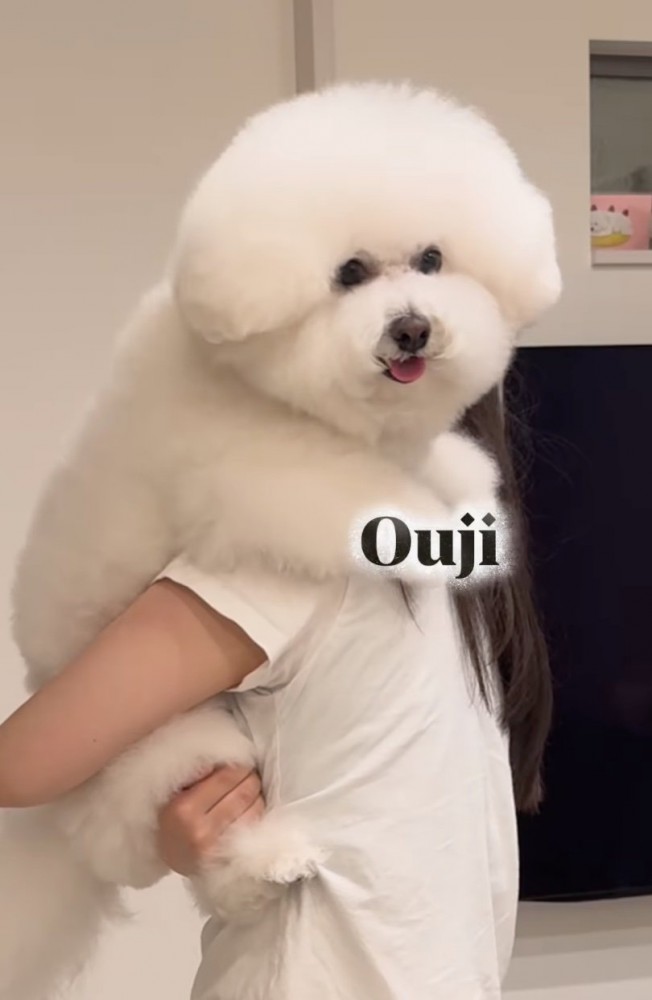 モコモコの犬2