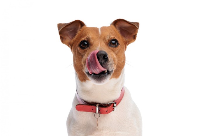 舌で口元をペロッとなめている犬