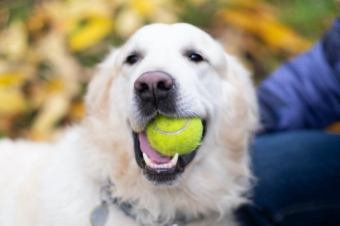 ボールを咥えて飼い主に近づく犬