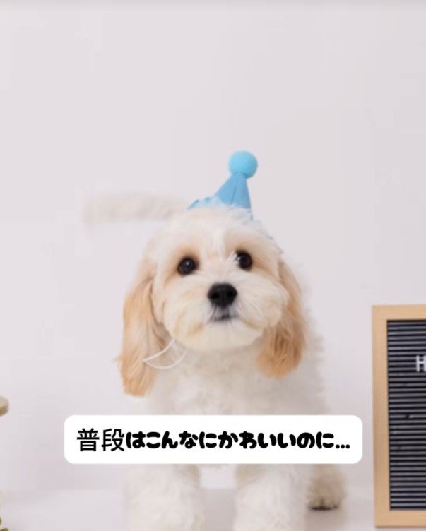 でんでん君の寝起きの顔