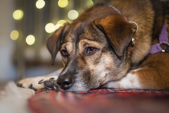 寂しそうな表情で遠くを見る犬