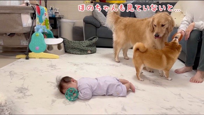 オモチャから目を離して赤ちゃんを見つめる犬