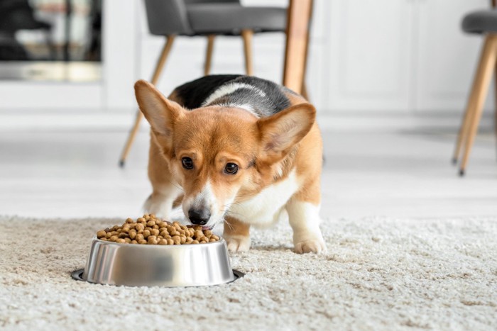 ご飯を食べる犬