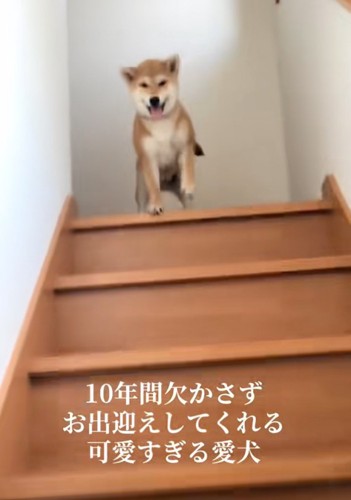 笑顔の柴犬