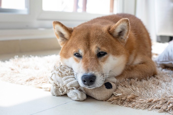 ぐったりした柴犬