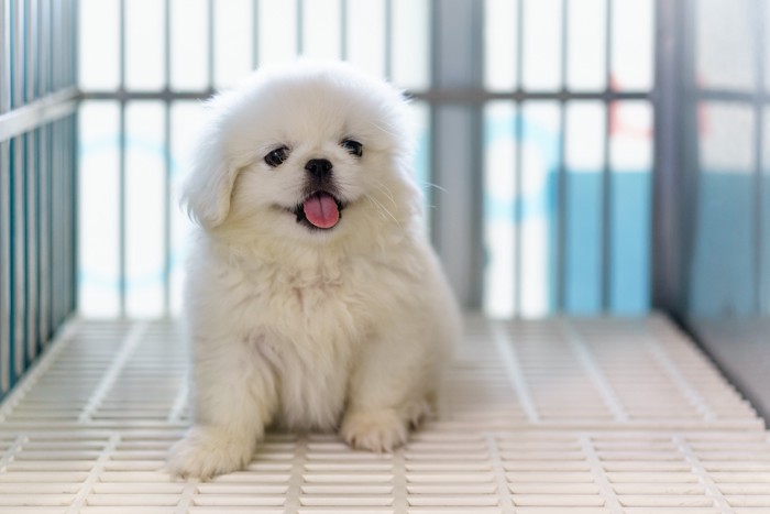 ケージの中で座っているペキニーズの子犬