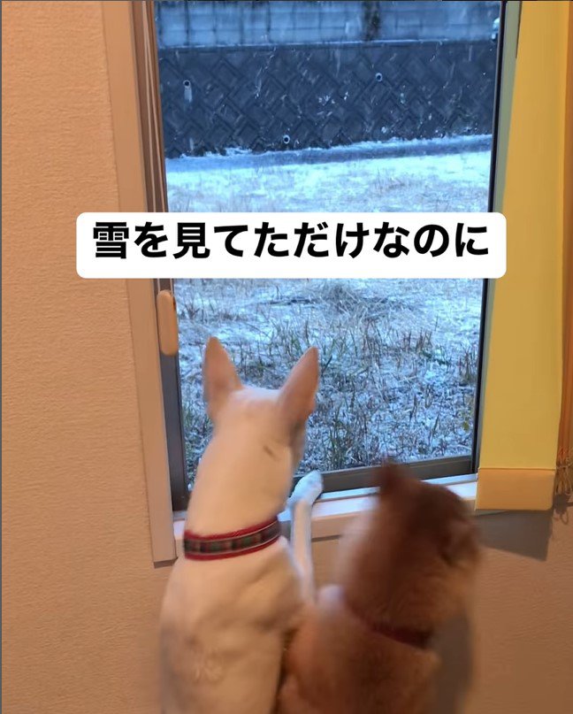 ハルちゃんが雪を見ていたら…5