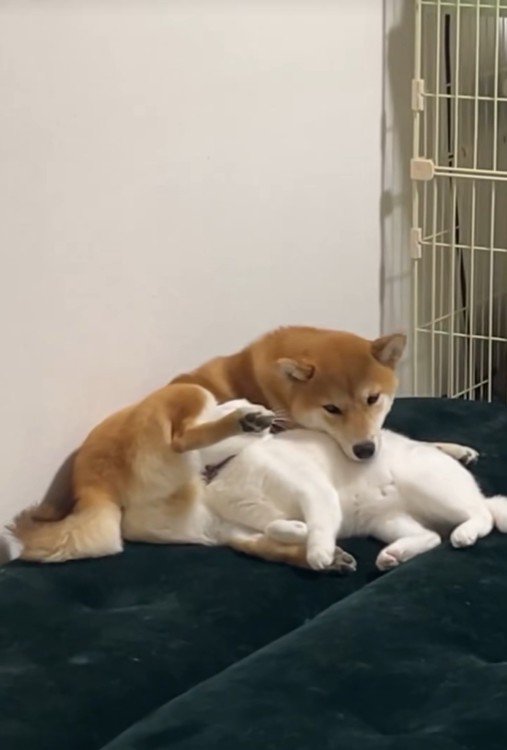 くっついてリラックス中♪