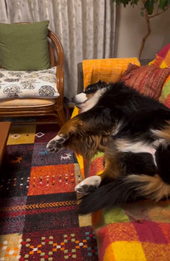 また横になるリンちゃん