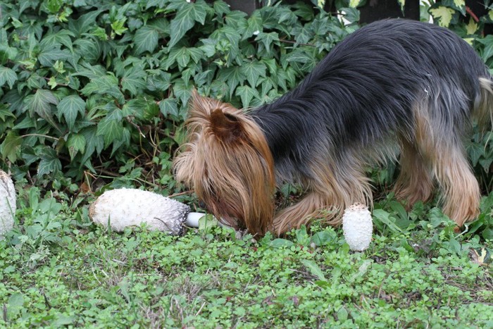 きのこを食べようとする犬