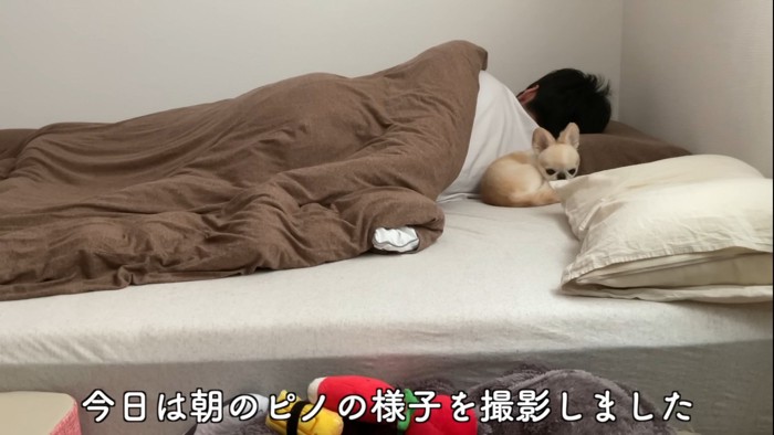 背中に寄り添う犬