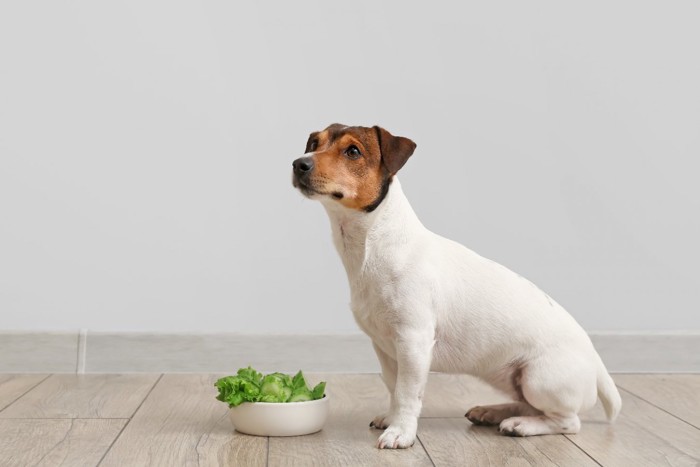 キャベツの入ったボウルと犬