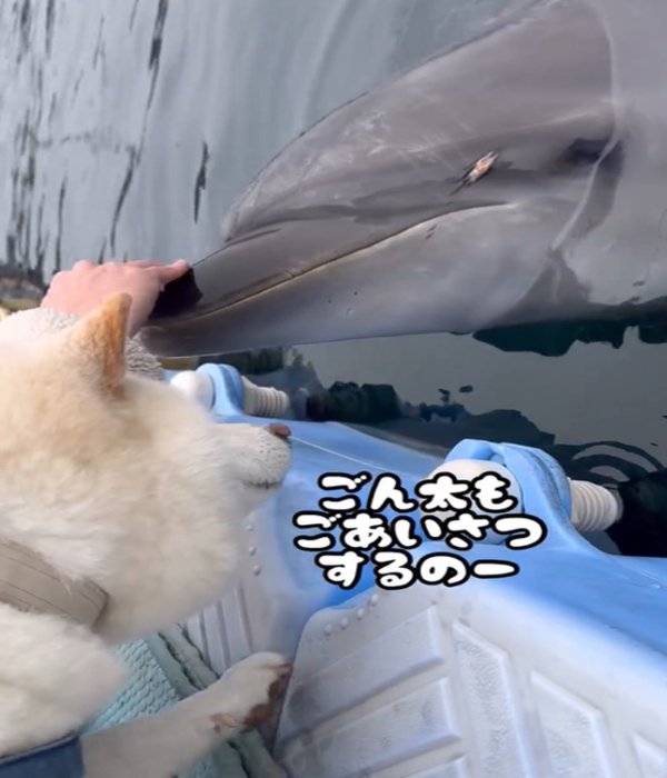 イルカに近づく犬