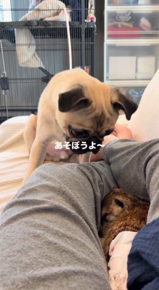 飼い主の足の間に入って眠るミーアキャット