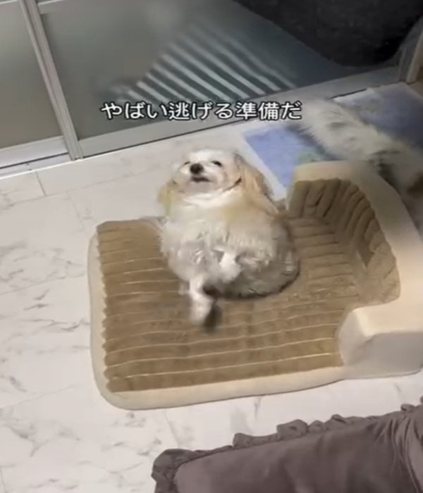 足を上げる犬