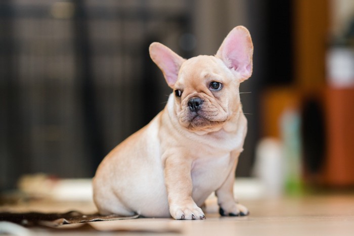 フレンチブルドッグの子犬