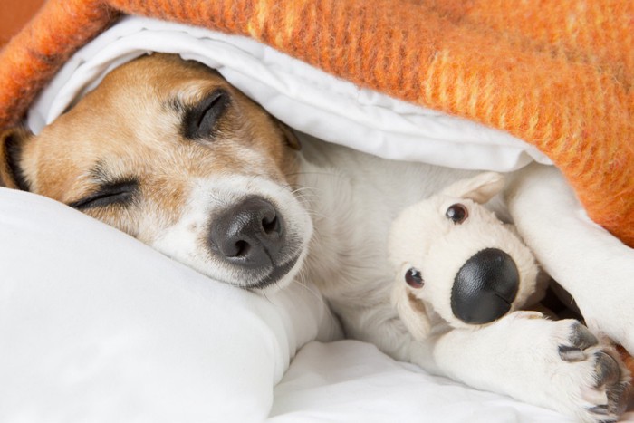 落ち着いている犬