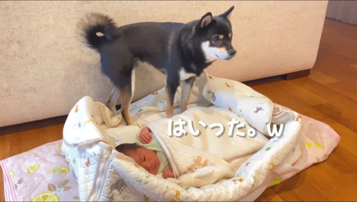 赤ちゃんが横になっている布団の端に立って、飼い主を見つめる犬