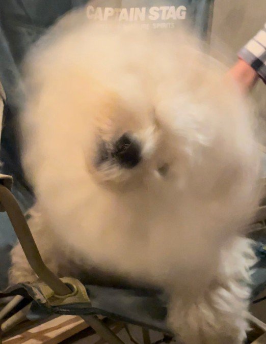 犬で合ってる？
