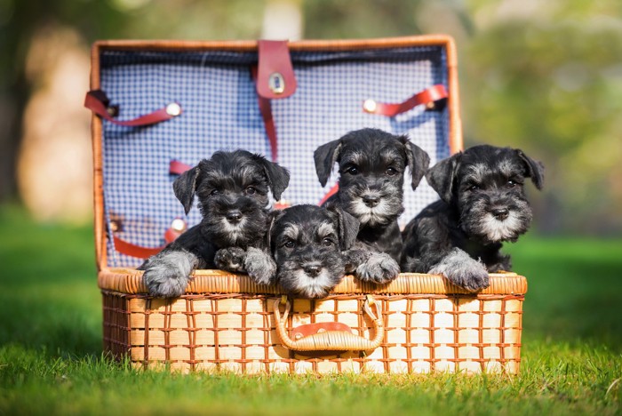 ケースの中から顔を出す4頭のシュナウザーの子犬たち