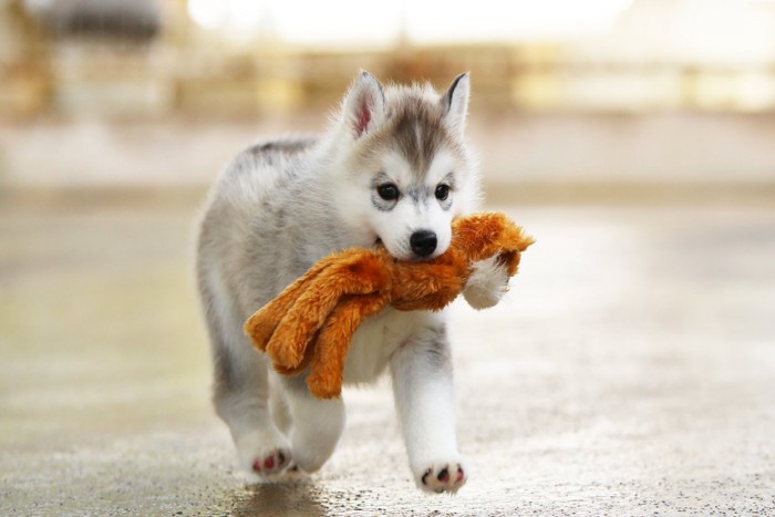 ぬいぐるみを持ってくる子犬