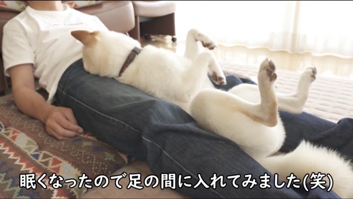 犬を仰向けにして足の間に挟む飼い主