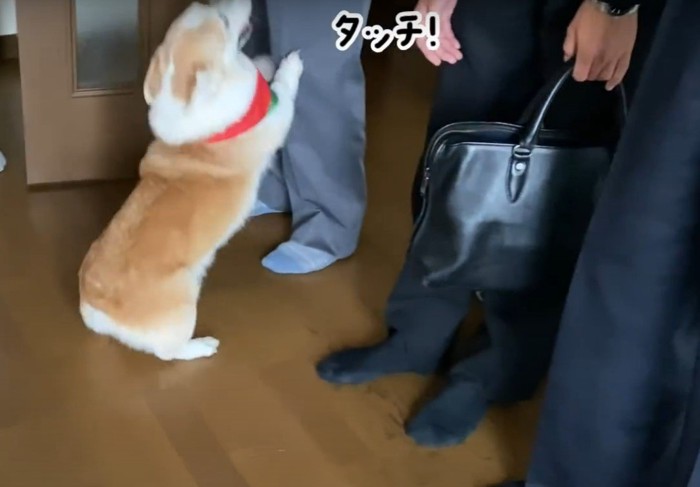 タッチする犬