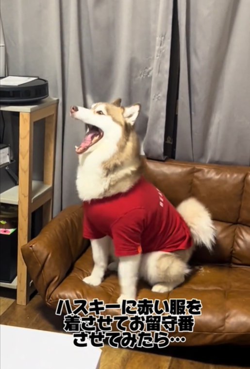 赤い服を着た犬2