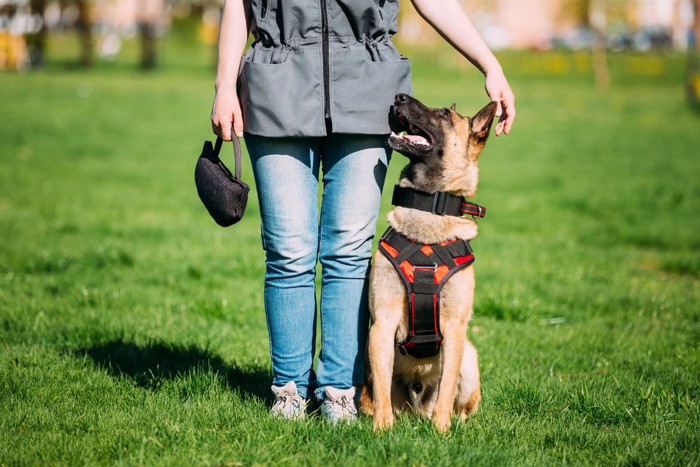 トレーニング中の足元に寄り添う犬