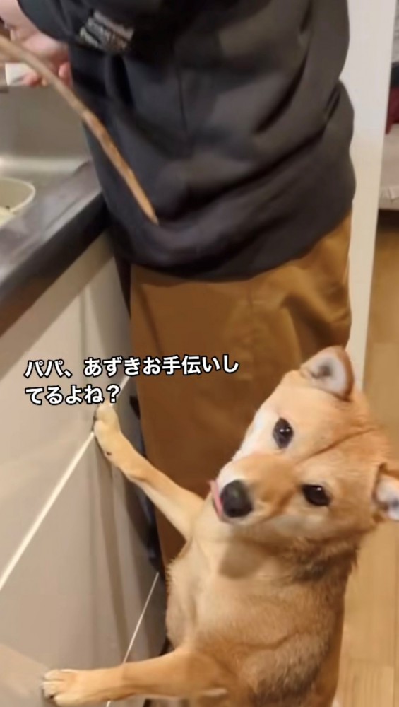 カメラ目線で舌を出す犬