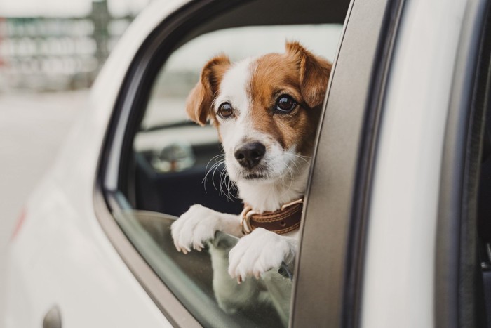 車に乗っている犬