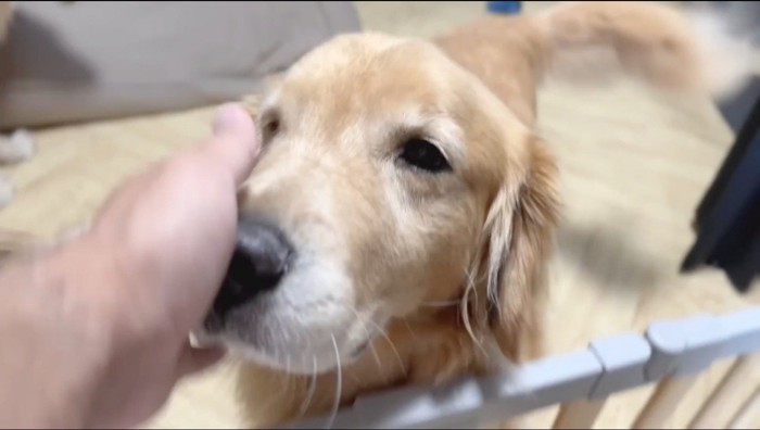 飼い主に顔を撫でられる茶色い犬