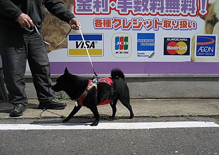 愛犬と散歩