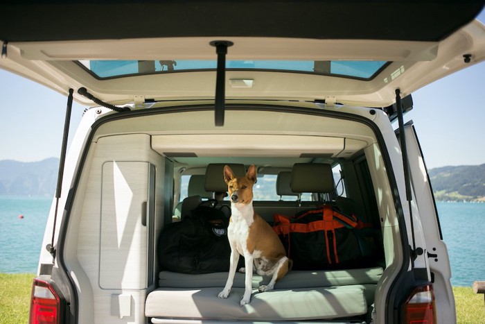 トランクの窓をあけた車に座っている犬