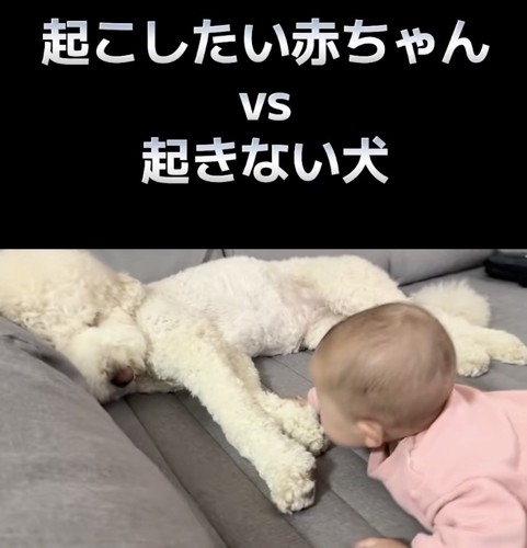 いとちゃん「起きてー」