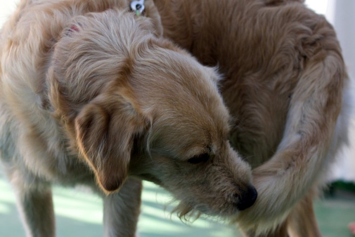 自分の尻尾を噛んでいる犬